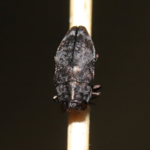 Diphucrania sp. (genus) at Acton, ACT - 19 Feb 2021