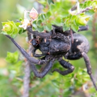 Miturgidae (family) (False wolf spider) at Cotter River, ACT - 26 Jan 2021 by SWishart