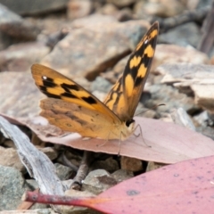 Heteronympha solandri (Solander's Brown) at Cotter River, ACT - 25 Jan 2021 by SWishart