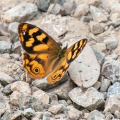 Heteronympha solandri at Cotter River, ACT - 26 Jan 2021 09:37 AM