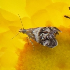 Tebenna micalis (Small Thistle Moth) at Cotter River, ACT - 20 Feb 2021 by Christine