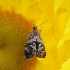 Tebenna micalis at Cotter River, ACT - 20 Feb 2021