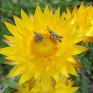 Tebenna micalis at Cotter River, ACT - 20 Feb 2021