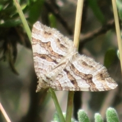 Epyaxa subidaria (Subidaria Moth) at Cotter River, ACT - 20 Feb 2021 by Christine