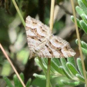 Epyaxa subidaria at Cotter River, ACT - 20 Feb 2021