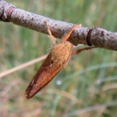 Fraus fusca (Mountain Fraus) at Cotter River, ACT - 19 Feb 2021 by Christine