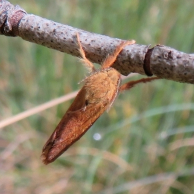 Fraus fusca (Mountain Fraus) at Cotter River, ACT - 19 Feb 2021 by Christine