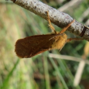 Fraus fusca at Namadgi National Park - 20 Feb 2021