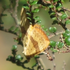 Chrysolarentia polyxantha (Yellow Carpet Moth) at Cotter River, ACT - 20 Feb 2021 by Christine