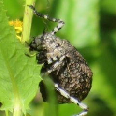 Acripeza reticulata (Mountain Katydid) at Cotter River, ACT - 20 Feb 2021 by Christine