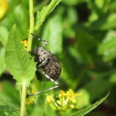 Acripeza reticulata at Cotter River, ACT - 20 Feb 2021 03:47 PM