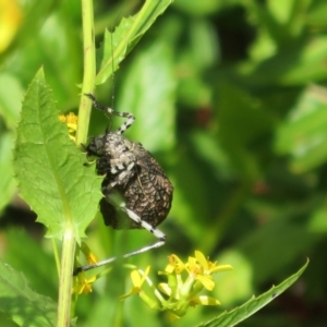 Acripeza reticulata at Cotter River, ACT - 20 Feb 2021 03:47 PM