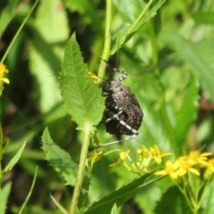 Acripeza reticulata at Cotter River, ACT - 20 Feb 2021