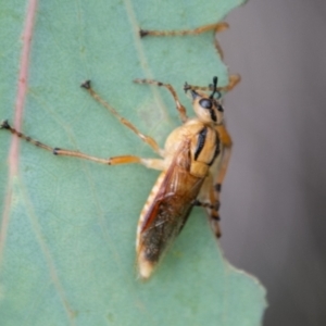 Pseudoperga guerinii at Cotter River, ACT - 26 Jan 2021 09:25 AM