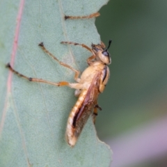 Pseudoperga sp. (genus) at Cotter River, ACT - 26 Jan 2021