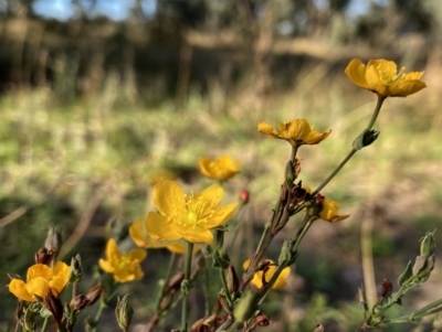 Hypericum gramineum (Small St Johns Wort) at Googong, NSW - 20 Feb 2021 by Wandiyali