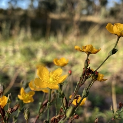 Hypericum gramineum (Small St Johns Wort) at Googong, NSW - 20 Feb 2021 by Wandiyali