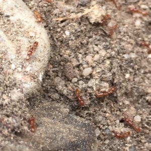 Formicidae (family) at Aranda, ACT - 19 Feb 2021