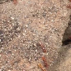 Formicidae (family) at Aranda, ACT - 19 Feb 2021