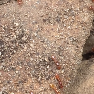 Formicidae (family) at Aranda, ACT - 19 Feb 2021