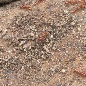 Formicidae (family) at Aranda, ACT - 19 Feb 2021