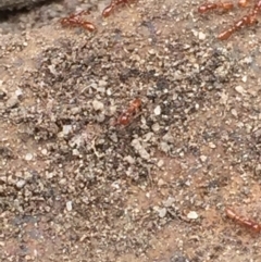 Formicidae (family) at Aranda, ACT - 19 Feb 2021