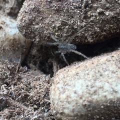 Unidentified Spider (Araneae) at Aranda, ACT - 19 Feb 2021 by Jubeyjubes