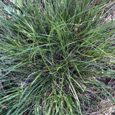 Unverified Grass at Hughes Garran Woodland - 21 Feb 2021 by ruthkerruish