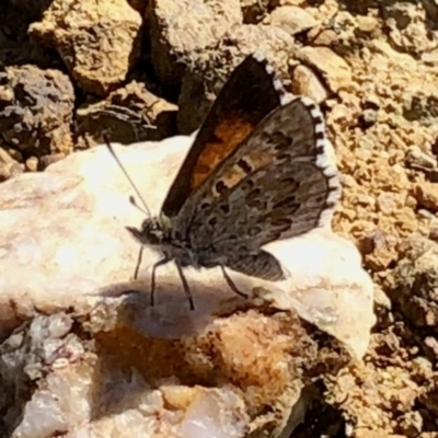 Lucia limbaria (Chequered Copper) at Holt, ACT - 20 Feb 2021 by KMcCue