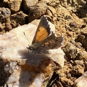 Lucia limbaria at Holt, ACT - 21 Feb 2021 10:24 AM