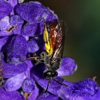 Lasioglossum (Parasphecodes) sp. (genus & subgenus) (Halictid bee) at Page, ACT - 20 Feb 2021 by dimageau