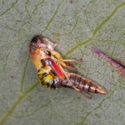 Eurymelinae (subfamily) (Unidentified eurymeline leafhopper) at Cotter River, ACT - 20 Feb 2021 by rawshorty