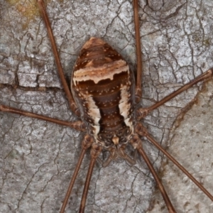 Opiliones (order) at Cotter River, ACT - 20 Feb 2021 03:49 PM