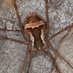 Opiliones (order) (Unidentified harvestman) at Cotter River, ACT - 20 Feb 2021 by rawshorty