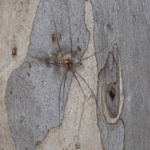 Opiliones (order) at Cotter River, ACT - 20 Feb 2021