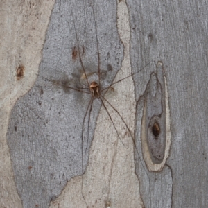 Opiliones (order) at Cotter River, ACT - 20 Feb 2021 03:49 PM