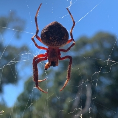 Araneinae (subfamily) (Orb weaver) at Bruce Ridge - 21 Feb 2021 by KazzaC