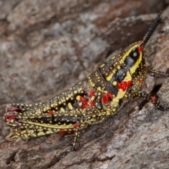 Monistria concinna (Southern Pyrgomorph) at Cotter River, ACT - 20 Feb 2021 by rawshorty