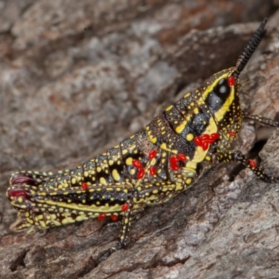 Monistria concinna (Southern Pyrgomorph) at Namadgi National Park - 20 Feb 2021 by rawshorty