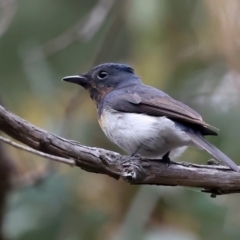 Myiagra rubecula (Leaden Flycatcher) at Acton, ACT - 19 Feb 2021 by jb2602