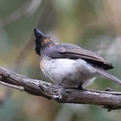 Myiagra rubecula at Acton, ACT - 19 Feb 2021