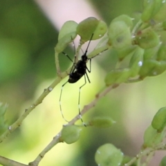 Aedes sp. (genus) (Mosquito) at Clyde Cameron Reserve - 16 Feb 2021 by Kyliegw