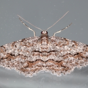 Didymoctenia exsuperata at Ainslie, ACT - 18 Feb 2021