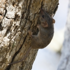 Antechinus agilis (Agile Antechinus) at Michelago, NSW - 21 Feb 2021 by Illilanga