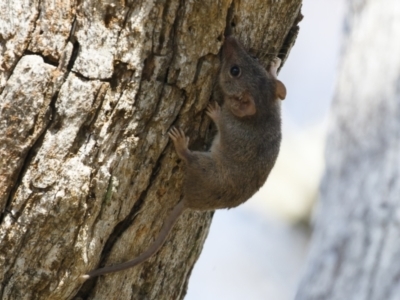 Antechinus agilis (Agile Antechinus) at Michelago, NSW - 20 Feb 2021 by Illilanga