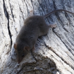 Antechinus agilis at Michelago, NSW - 21 Feb 2021 09:26 AM