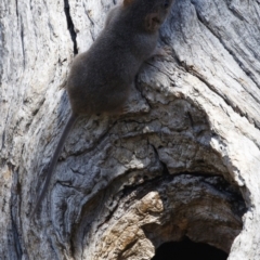 Antechinus agilis at Michelago, NSW - 21 Feb 2021 09:26 AM