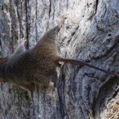 Antechinus agilis at Michelago, NSW - 21 Feb 2021 09:26 AM