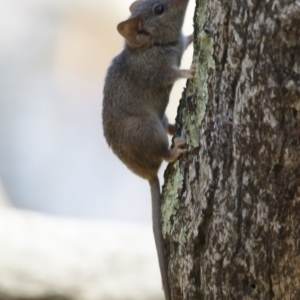 Antechinus agilis at Michelago, NSW - 21 Feb 2021 09:26 AM