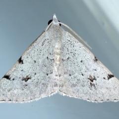 Dichromodes estigmaria (Pale Grey Heath Moth) at Ainslie, ACT - 19 Feb 2021 by jbromilow50